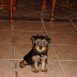 Brownie Alberto 2 meses